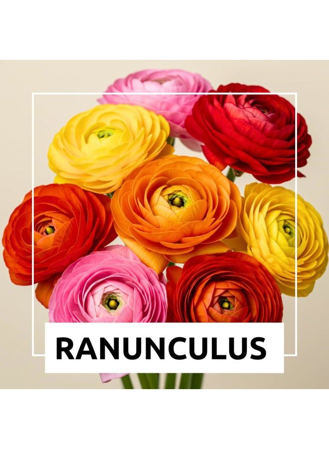 CZ Grain Ranunculus Mix Color Bulbs for Planting - Ships from Iowa, USA (20 Bulbs) - Image 3