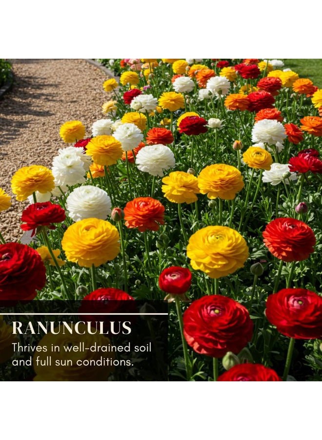 CZ Grain Ranunculus Mix Color Bulbs for Planting - Ships from Iowa, USA (20 Bulbs) - Image 4