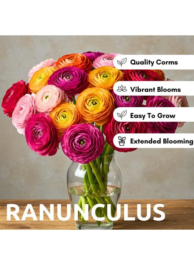 CZ Grain Ranunculus Mix Color Bulbs for Planting - Ships from Iowa, USA (20 Bulbs) - Image 5