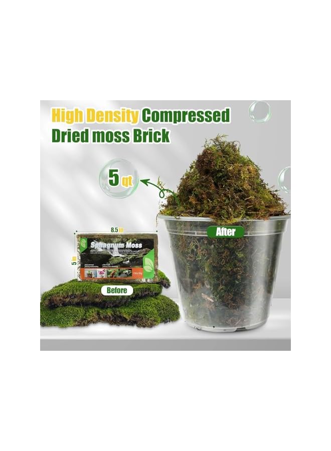 The Bros Dried Forest Sphagnum Moss for Plants & Reptiles – Natural Potting Moss for Orchids, Carnivorous Plants, Succulents, Garden Flowers, Terrariums & Reptile Bedding - Image 5