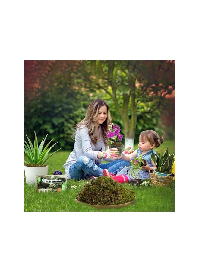 The Bros Dried Forest Sphagnum Moss for Plants & Reptiles – Natural Potting Moss for Orchids, Carnivorous Plants, Succulents, Garden Flowers, Terrariums & Reptile Bedding - Image 3