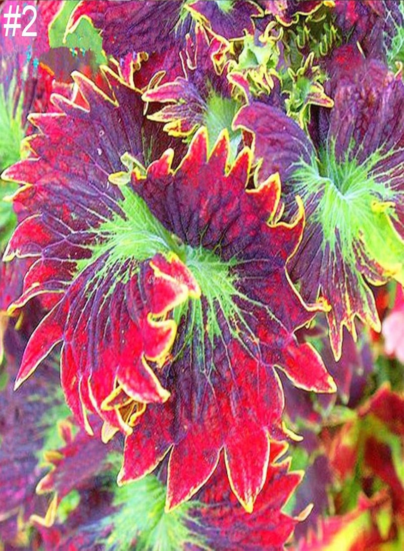 GGOOT 50Ps Coleus Flower Seeds DIY Home Garden Yard Leaf Plant Potted Bonsai Decor - Image 4