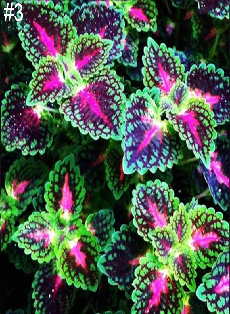 GGOOT 50Ps Coleus Flower Seeds DIY Home Garden Yard Leaf Plant Potted Bonsai Decor - Image 5