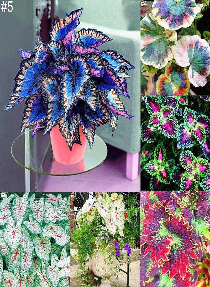 GGOOT 50Ps Coleus Flower Seeds DIY Home Garden Yard Leaf Plant Potted Bonsai Decor - Image 2