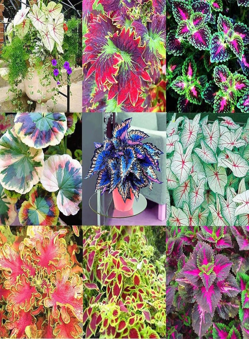 GGOOT 50Ps Coleus Flower Seeds DIY Home Garden Yard Leaf Plant Potted Bonsai Decor - Image 1