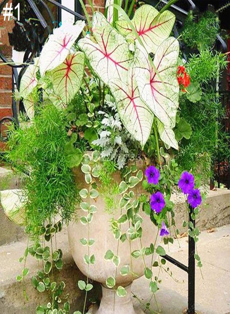 GGOOT 50Ps Coleus Flower Seeds DIY Home Garden Yard Leaf Plant Potted Bonsai Decor - Image 3