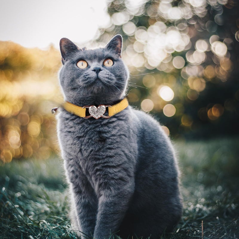 5pcs Dog Collar Set With Plush Heart Bell for Small Dogs Puppies Cats Yellow Blue Purple Dark Gray Pink - Image 5