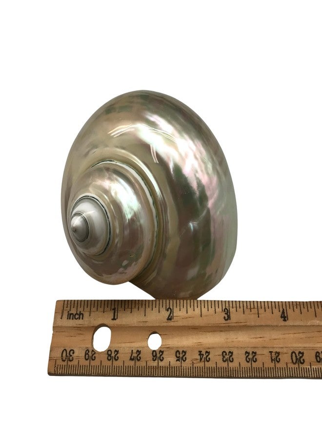 PEPPERLONELY 1 PC White Large Pearlized Silver Mouth Turbo, Hermit Crab Shells, 3 Inch ~3-1/2 Inch - Image 3