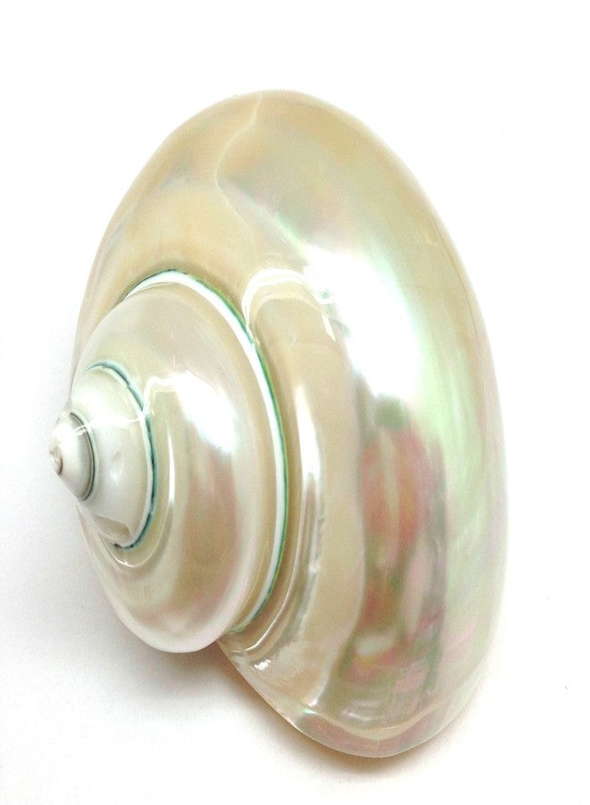 PEPPERLONELY 1 PC White Large Pearlized Silver Mouth Turbo, Hermit Crab Shells, 3 Inch ~3-1/2 Inch - Image 1