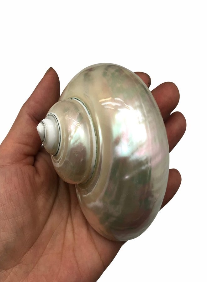 PEPPERLONELY 1 PC White Large Pearlized Silver Mouth Turbo, Hermit Crab Shells, 3 Inch ~3-1/2 Inch - Image 2