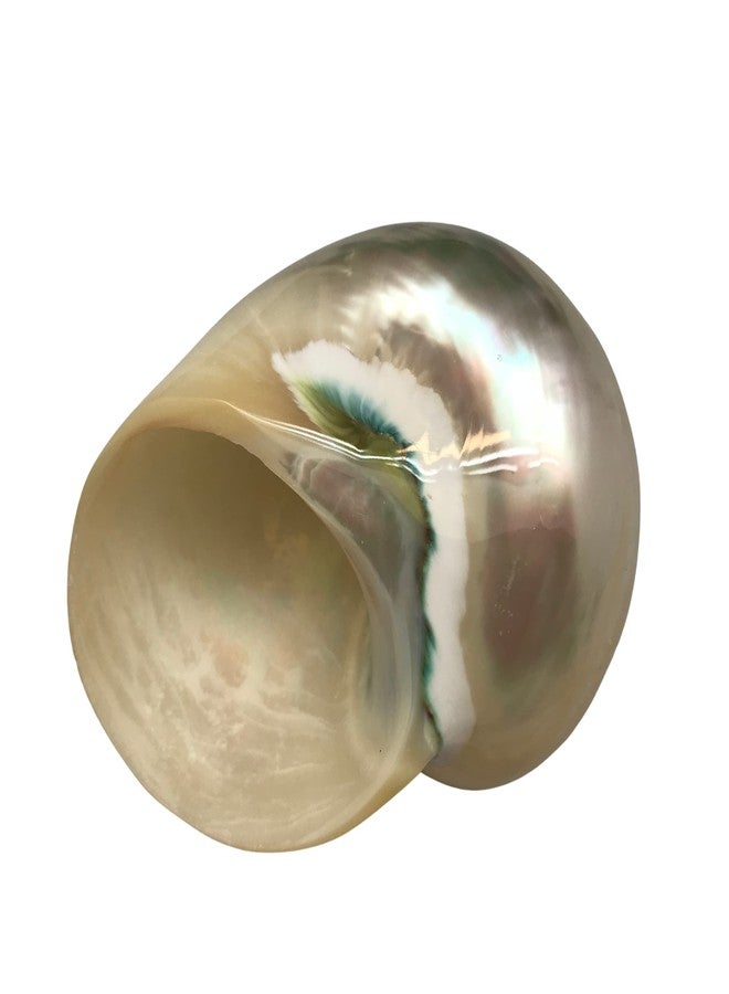 PEPPERLONELY 1 PC White Large Pearlized Silver Mouth Turbo, Hermit Crab Shells, 3 Inch ~3-1/2 Inch - Image 4