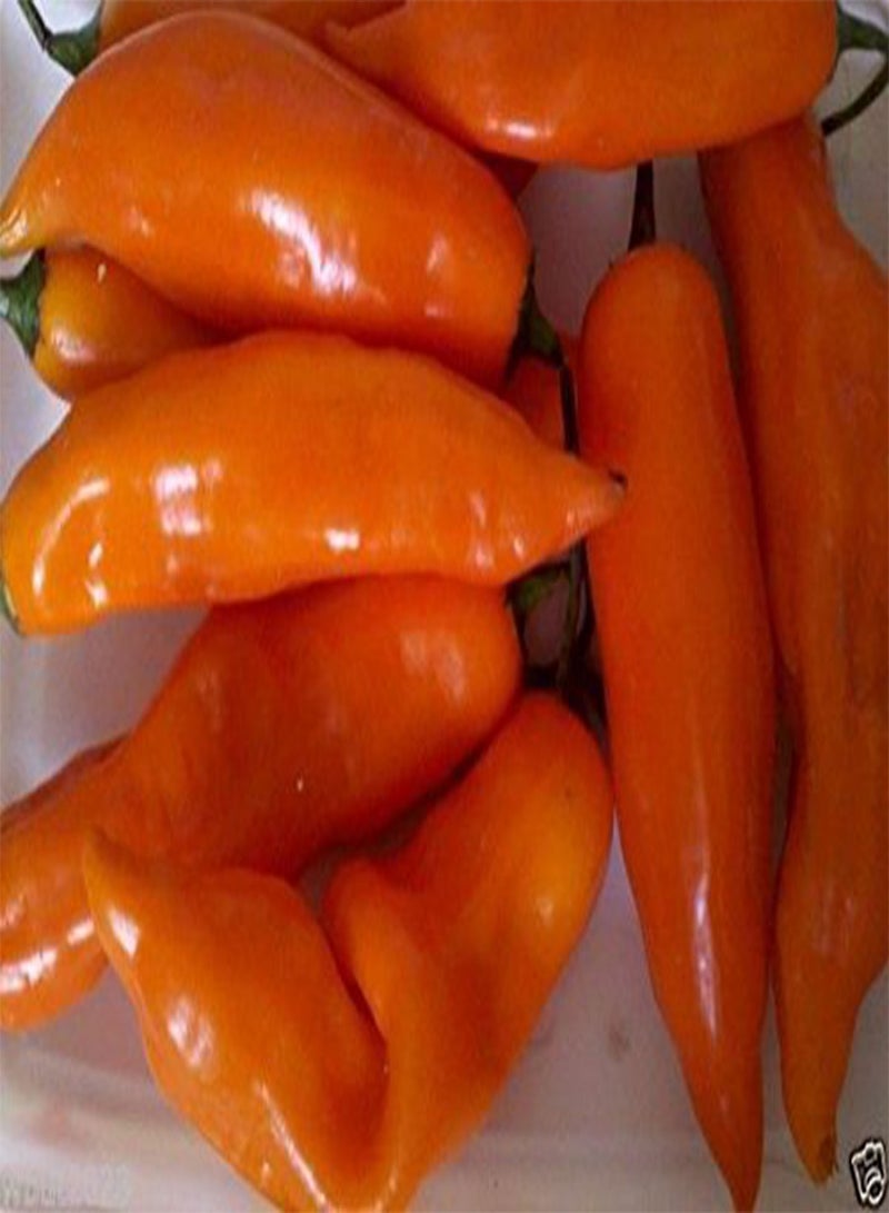 GGOOT Aji Amarillo-Peruvian Yellow, Seeds,Use Fresh,Roasted,dried,Sauces,powder(100 Seeds) - Image 5