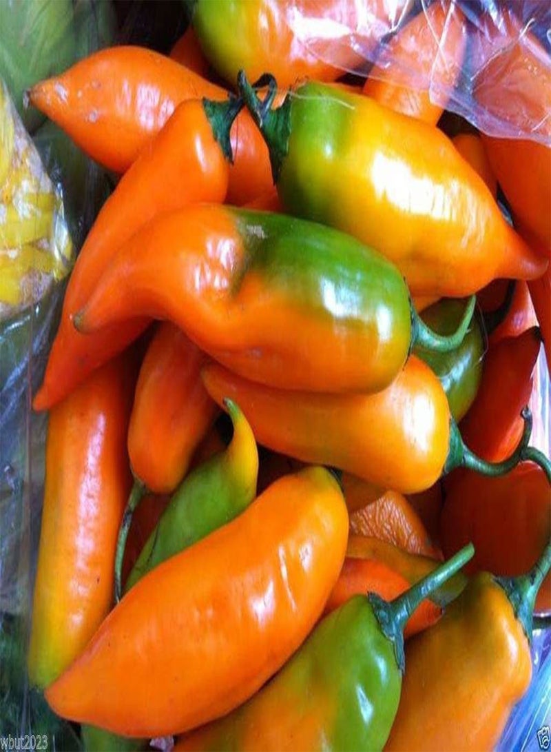 GGOOT Aji Amarillo-Peruvian Yellow, Seeds,Use Fresh,Roasted,dried,Sauces,powder(100 Seeds) - Image 3