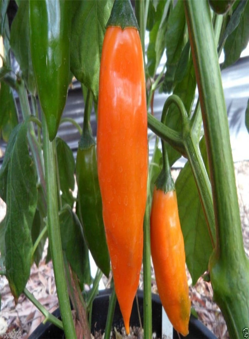 GGOOT Aji Amarillo-Peruvian Yellow, Seeds,Use Fresh,Roasted,dried,Sauces,powder(100 Seeds) - Image 4