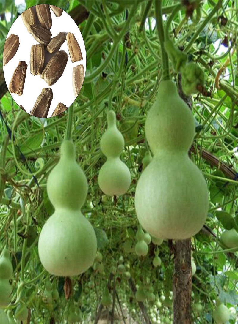 GGOOT 50Pcs Home Growing Lagenaria Siceraria Seeds | Home Gardening High Germination Vegetable Plant Seeds Green 1size - Image 1