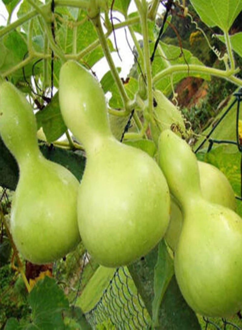 GGOOT 50Pcs Home Growing Lagenaria Siceraria Seeds | Home Gardening High Germination Vegetable Plant Seeds Green 1size - Image 4
