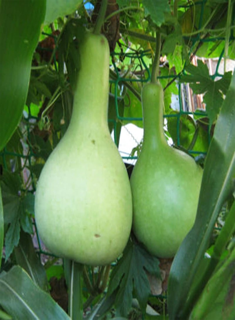 GGOOT 50Pcs Home Growing Lagenaria Siceraria Seeds | Home Gardening High Germination Vegetable Plant Seeds Green 1size - Image 3