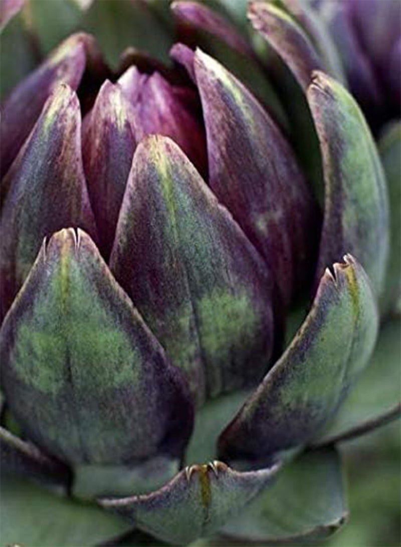 GGOOT Seeds of Artichoke Purple De Provence