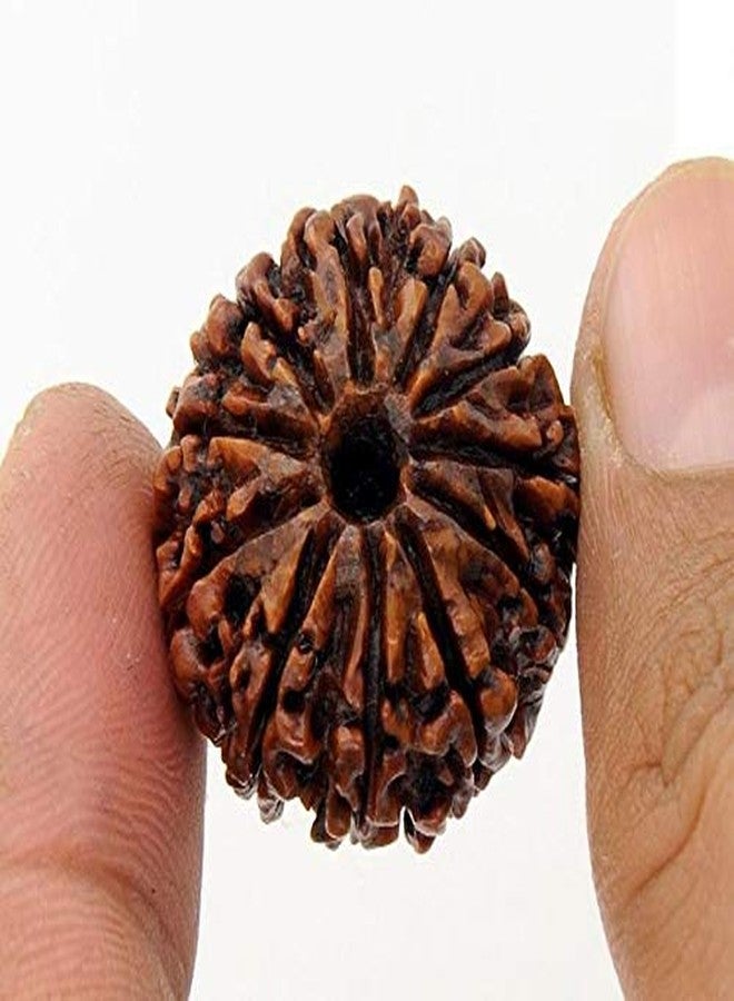 حبة رودراكشا نيبالية طبيعية من ذا جالكسي، ١١ موخي (١١ وجهًا)، مع بركة رودرا، معتمدة من مختبر معتمد. - Image 2