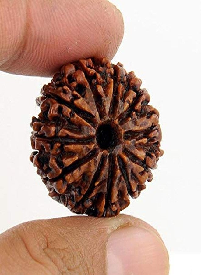 حبة رودراكشا نيبالية طبيعية من ذا جالكسي، ١١ موخي (١١ وجهًا)، مع بركة رودرا، معتمدة من مختبر معتمد. - Image 1