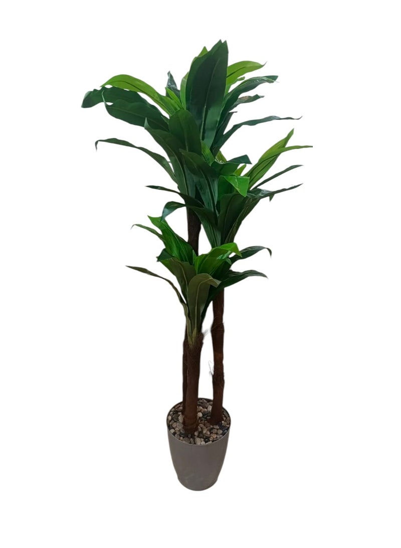Dracaena Janet Craig - Indoor Plant- 160cm hight - Image 1