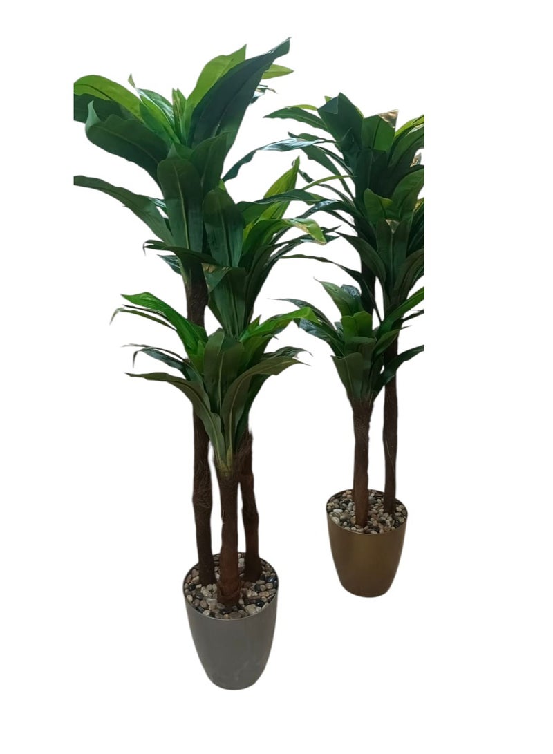 Dracaena Janet Craig - Indoor Plant- 160cm hight - Image 2