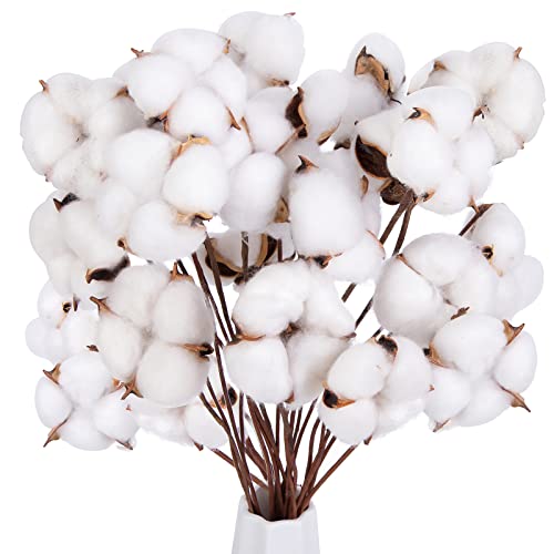 DomeStar 30PCS Natural Dried Cotton Stems 15" Tall, Rustic Cotton Sprigs for Vase Fillers, Floral Arrangements and Farmhouse Fall Decorations and DIY Crafts - Image 1