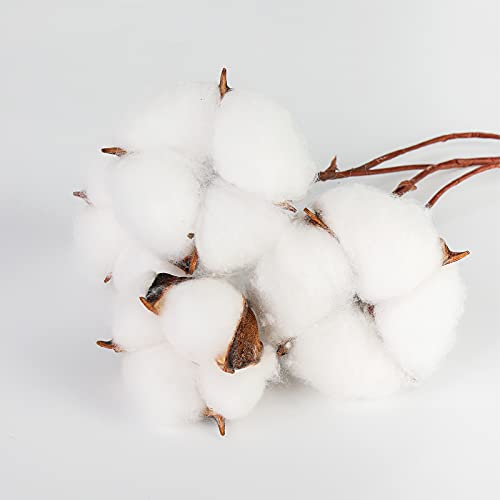 DomeStar 30PCS Natural Dried Cotton Stems 15" Tall, Rustic Cotton Sprigs for Vase Fillers, Floral Arrangements and Farmhouse Fall Decorations and DIY Crafts - Image 3