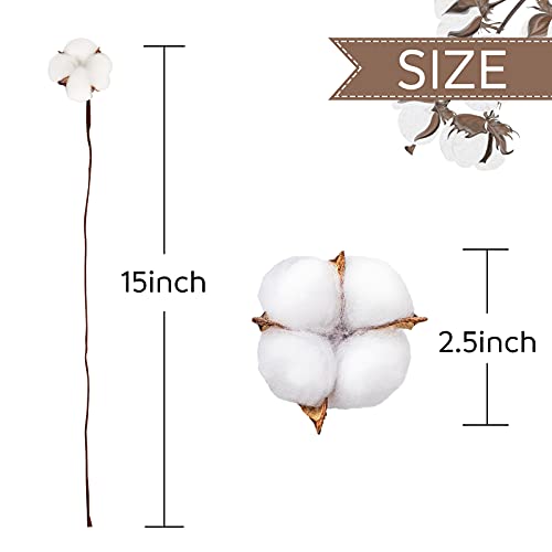 DomeStar 30PCS Natural Dried Cotton Stems 15" Tall, Rustic Cotton Sprigs for Vase Fillers, Floral Arrangements and Farmhouse Fall Decorations and DIY Crafts - Image 2