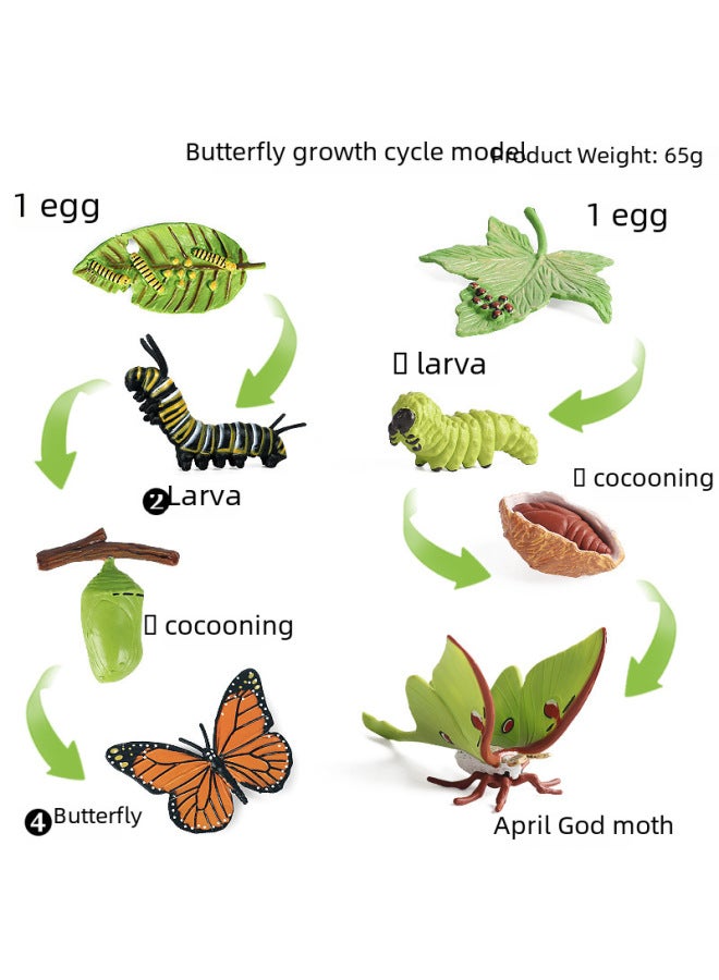 Realistic Insect Animal Growth Cycle Model Toy Set Moon Goddess Moth Butterfly Growth Cycle Toy Set Educational Playset-Color:2435 Snail Growth Cycle + KZ Frog Growth Cycle Combination Set