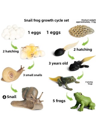 Realistic Insect Animal Growth Cycle Model Toy Set Moon Goddess Moth Butterfly Growth Cycle Toy Set Educational Playset-Color:2435 Snail Growth Cycle + KZ Frog Growth Cycle Combination Set - pzsku/Z4D4BD77107F5CB28CF08Z/45/1745679909/4072c278-9798-42cd-9617-d571b92129d8