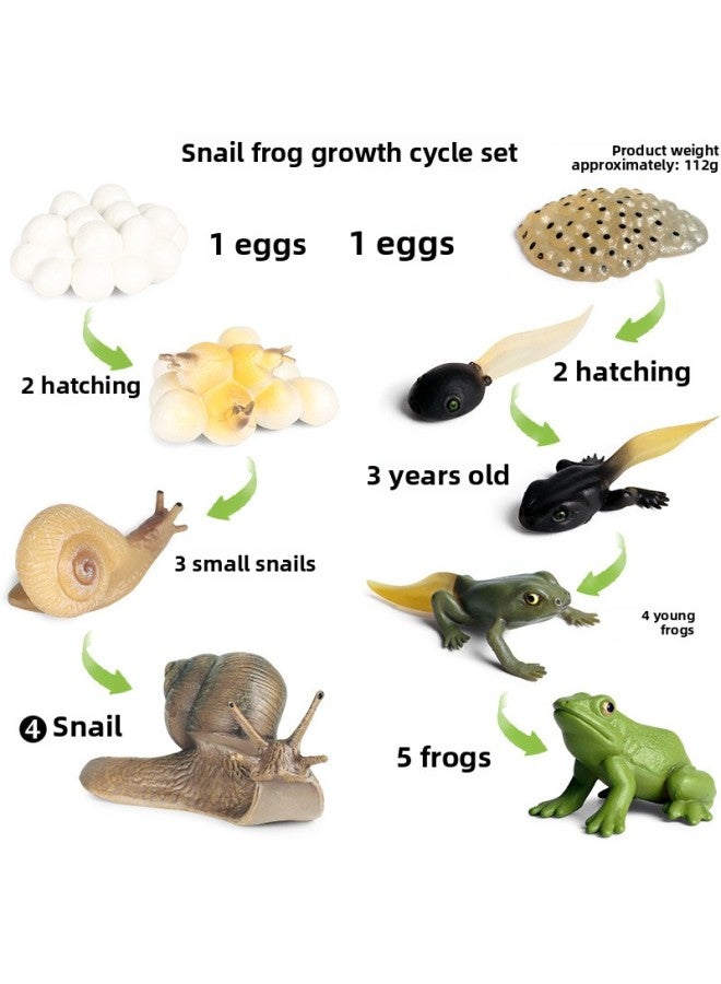 Realistic Insect Animal Growth Cycle Model Toy Set Moon Goddess Moth Butterfly Growth Cycle Toy Set Educational Playset-Color:2435 Snail Growth Cycle + KZ Frog Growth Cycle Combination Set