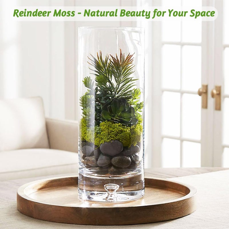 TCYPUHL Preserved Reindeer Moss 3.5 OZ Green Natural for Crafts, DIY Gift Christmas Decor, Wall Art, Potted Plants, Floral Fake Moss for Easter Table Decor Wedding Decorative(3.5 OZ, Green) - Image 3