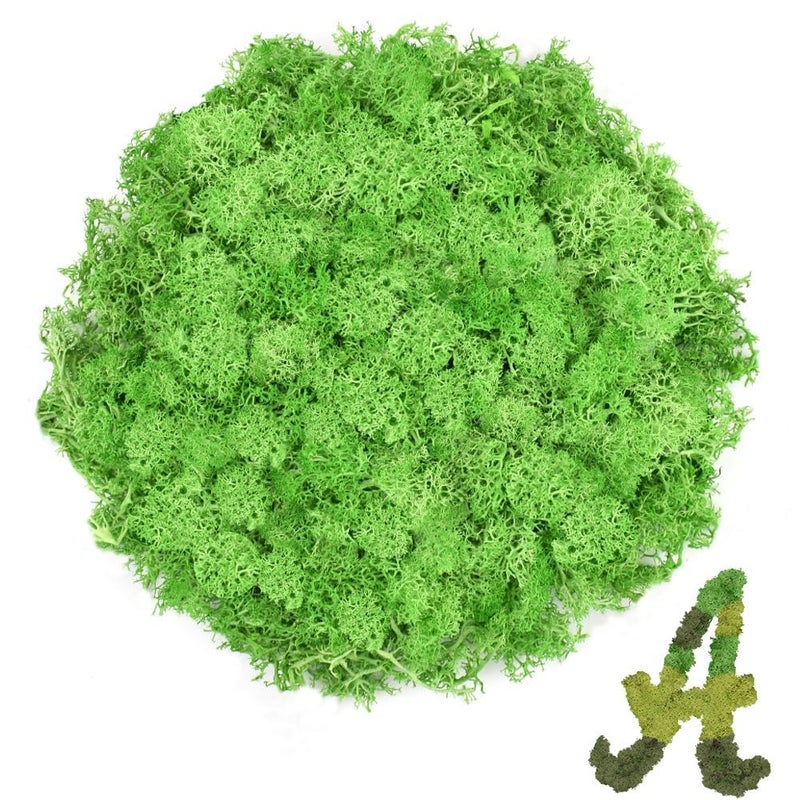 TCYPUHL Preserved Reindeer Moss 3.5 OZ Green Natural for Crafts, DIY Gift Christmas Decor, Wall Art, Potted Plants, Floral Fake Moss for Easter Table Decor Wedding Decorative(3.5 OZ, Green) - Image 1