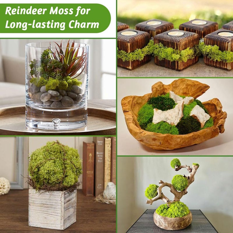 TCYPUHL Preserved Reindeer Moss 3.5 OZ Green Natural for Crafts, DIY Gift Christmas Decor, Wall Art, Potted Plants, Floral Fake Moss for Easter Table Decor Wedding Decorative(3.5 OZ, Green) - Image 2