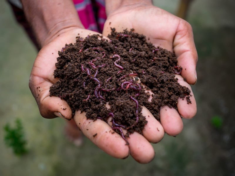COIR GARDEN - سماد عضوي من ديدان الأرض للنباتات كمبيد حشري (5 KG) للزراعة المنزلية | خليط تربة لنباتات الأصيص | تربة حديقة للكمبوست | معزز طبيعي للنباتات المزهرة - Image 2
