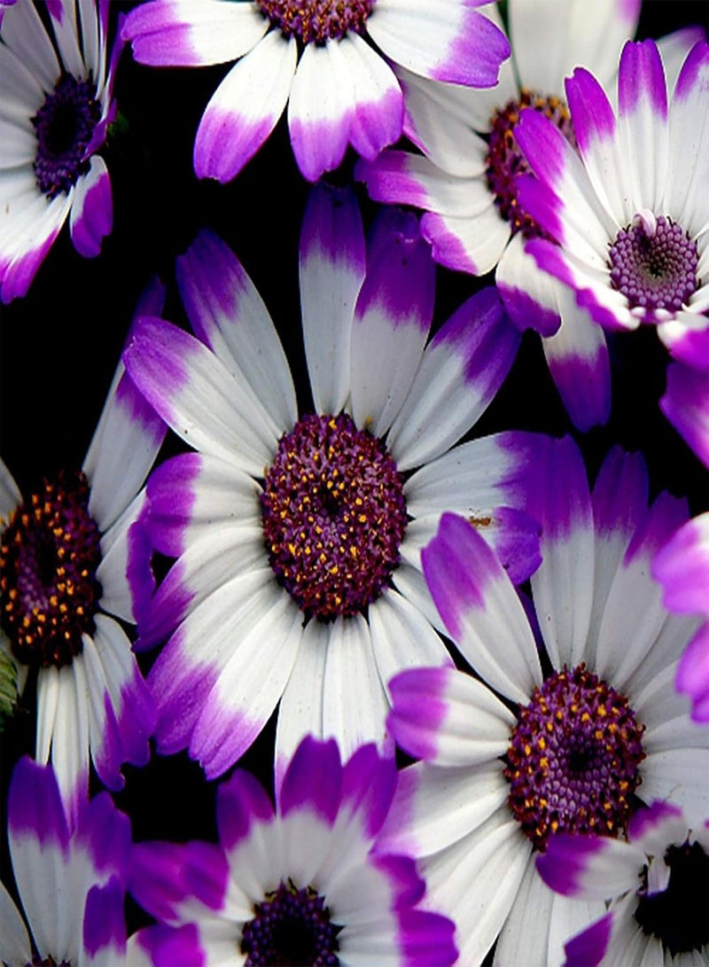 GGOOT 50Pcs Cineraria Seeds Mixed Color Wild Flower Seeds Home Garden Balcony Bonsai Plant,High Germination & Easy to Plant 5 - Image 1