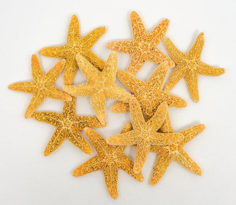 Nautical Crush Trading Real Starfish Decor - 10 Sugar Star Fish 1 1/2-2in - Dried Starfish for Crafts and Ornaments - Small Star fish Wall Decor - Sea Star Shells Decorations and Party - Image 1