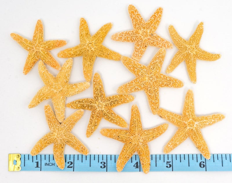Nautical Crush Trading Real Starfish Decor - 10 Sugar Star Fish 1 1/2-2in - Dried Starfish for Crafts and Ornaments - Small Star fish Wall Decor - Sea Star Shells Decorations and Party - Image 3