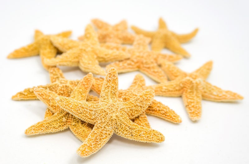 Nautical Crush Trading Real Starfish Decor - 10 Sugar Star Fish 1 1/2-2in - Dried Starfish for Crafts and Ornaments - Small Star fish Wall Decor - Sea Star Shells Decorations and Party - Image 2