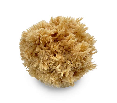 Lullingworth Natural Sea Wool Art Sponge Premium Professional Grade 56 Unbleached Excellent for Painting Decorating Texturing Marbling LimestoneVenetian Plaster Faux Finishes Crafts - Image 1