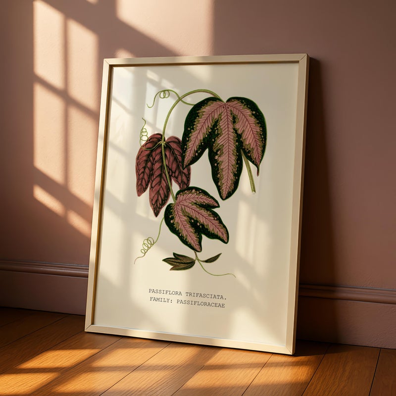 TNESSENTIAL Botanical Wall Print, Tropical Leaf Poster, Vintage Plant Art for Living Room – Three-Banded Passionflower (Passiflora trifasciata) - Image 2