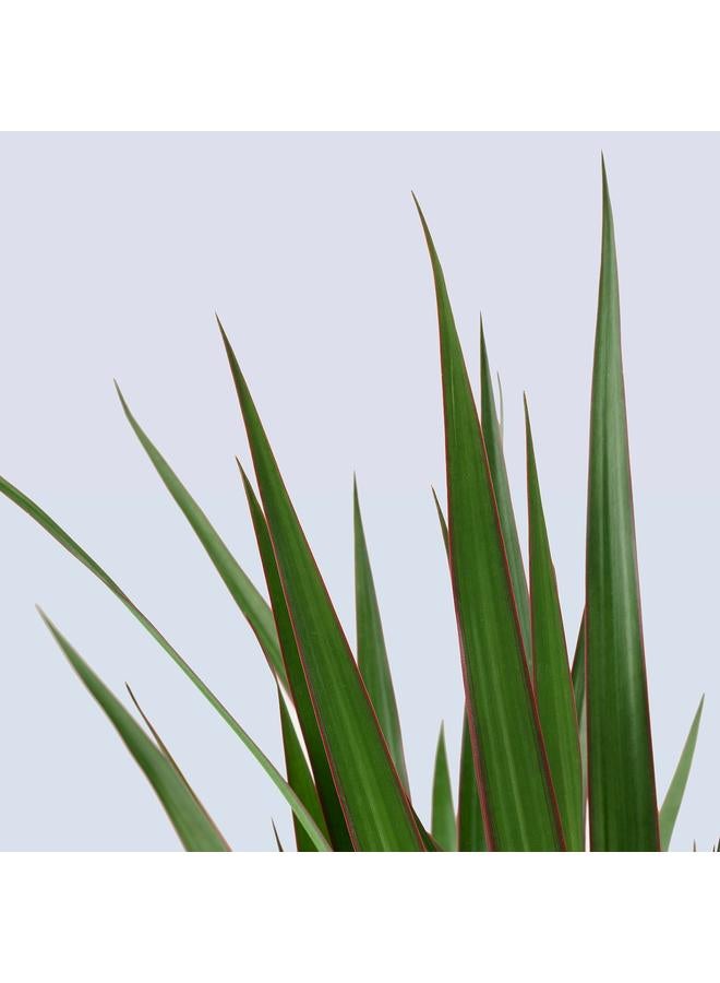 زبون نبات في وعاء، شجرة التنين/ساقين، 19 سم - Image 5