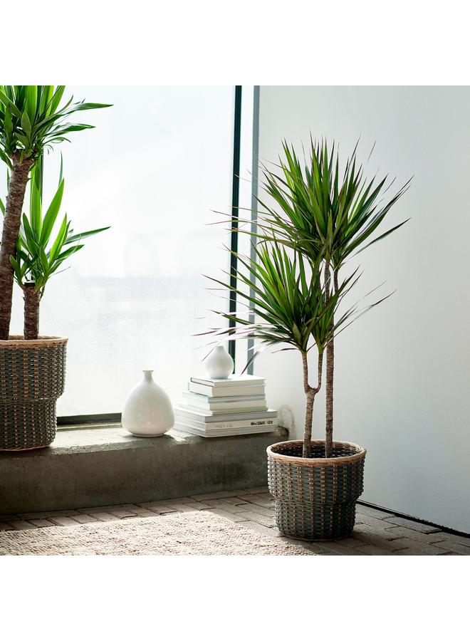 زبون نبات في وعاء، شجرة التنين/ساقين، 19 سم - Image 2