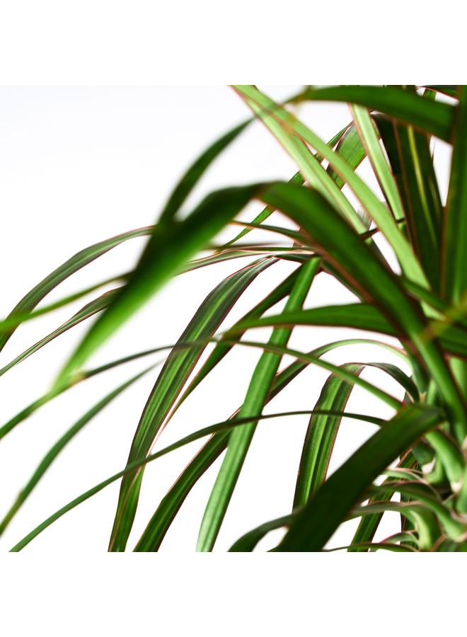 زبون نبات في وعاء، شجرة التنين/ساقين، 19 سم - Image 4