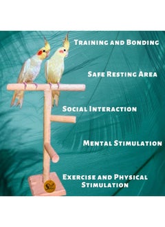Sage Square Bird Stand 2 Stairs 13 Inches | Natural Wood Training Gym, Exercise Perch | Ideal For Parrot, Cockatiel, Love Bird | Playful & Durable Bird Toy, Multiple Branches For Enriching Bird'S  - Image 4
