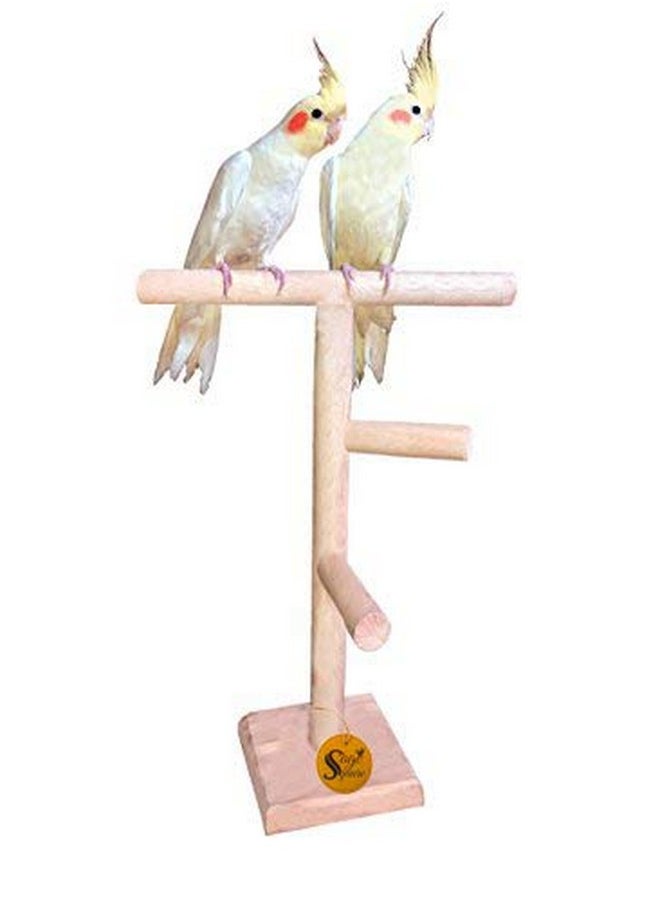Sage Square Bird Stand 2 Stairs 13 Inches | Natural Wood Training Gym, Exercise Perch | Ideal For Parrot, Cockatiel, Love Bird | Playful & Durable Bird Toy, Multiple Branches For Enriching Bird'S  - Image 1