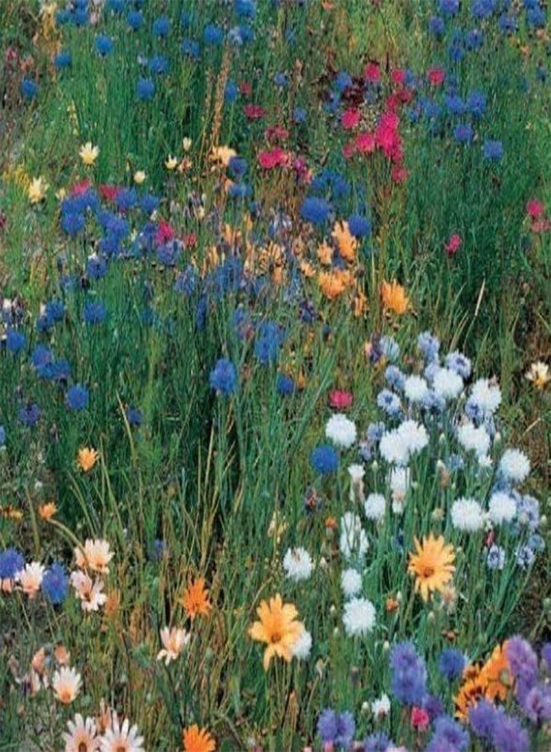 جي جوت 100 بذور من الزهور البرية المختلطة