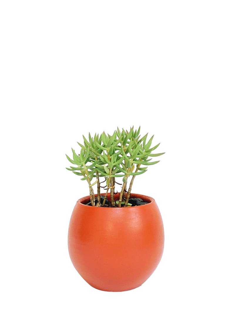Shatla Shop Red Groovy Cactus with Brick Red Pot