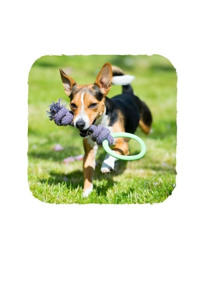 Beco Pets Beco Natural Rubber Hope on Rope Dog Toy Multicolor - Image 3